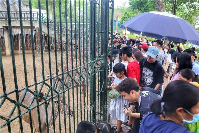 Các chuồng thú luôn thu hút đông đảo khách tham quan.