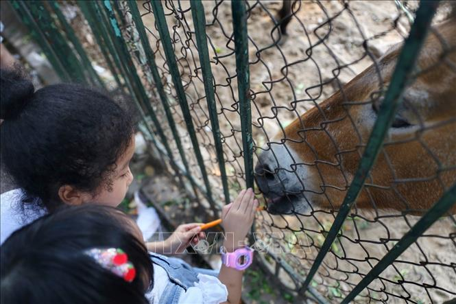 Các em nhỏ trải nghiệm cho thú ăn.