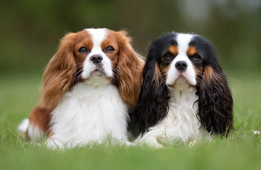 Đây là giống chó Tây Ban Nha Cavalier King Charles, còn được gọi là chó kỵ sĩ, được đặt theo tên Vua Charles II của Tây Ban Nha.
