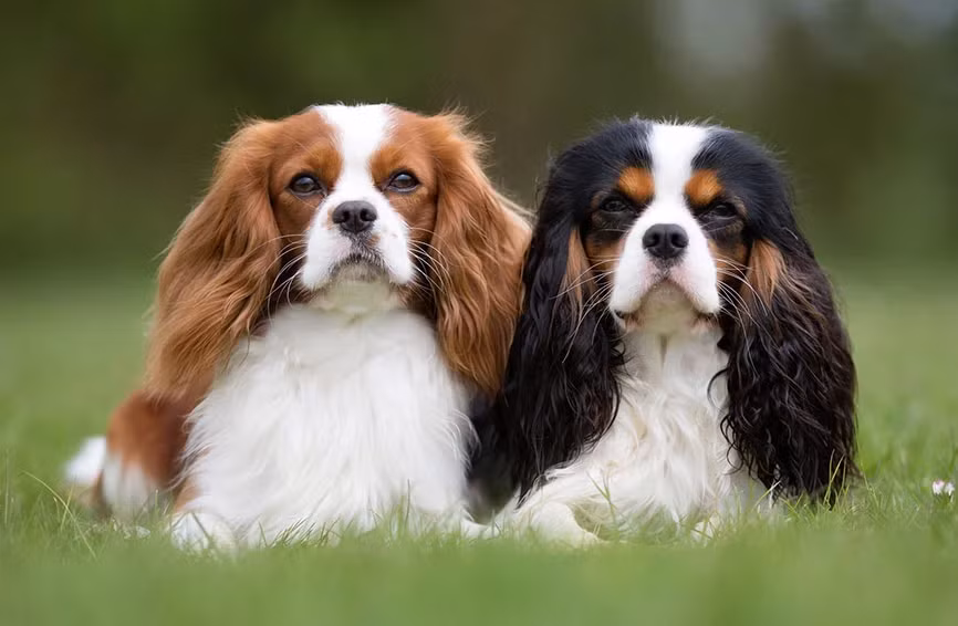 Đây là giống chó Tây Ban Nha Cavalier King Charles, còn được gọi là chó kỵ sĩ, được đặt theo tên Vua Charles II của Tây Ban Nha.