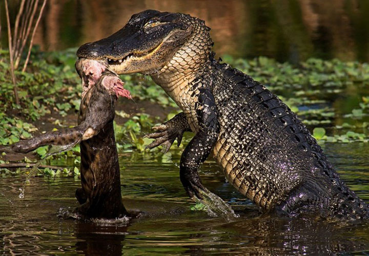Thứ hai, chúng ta cần xem xét lực cắn của hai loài. Lực cắn của cá sấu lên tới 3.510 kg, có thể dễ dàng giết chết các loài động vật lớn.