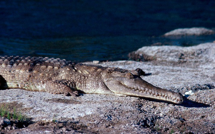 Trong khi đó, lực cắn của cá mập trắng lớn yếu hơn rất nhiều, chỉ khoảng 1.857 kg.