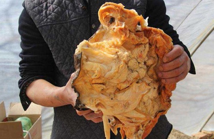 Đặc biệt, chúng có khả năng phòng chống ung thư mạnh.