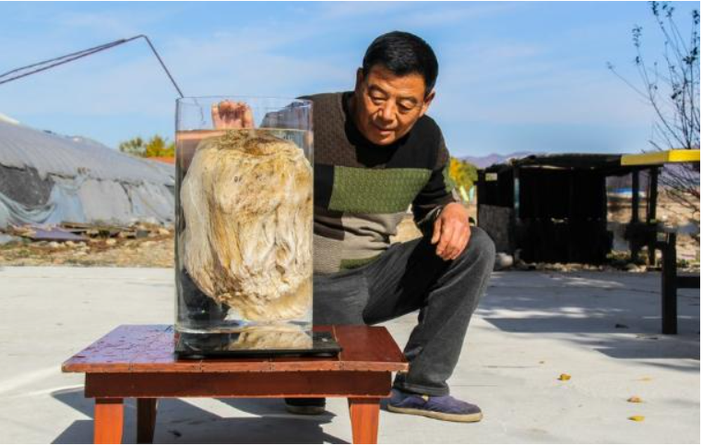 Sau khi kiểm tra, chuyên gia nhận định "tảng đá" mà ông tìm thấy là Linh Chi Thái Tuế.