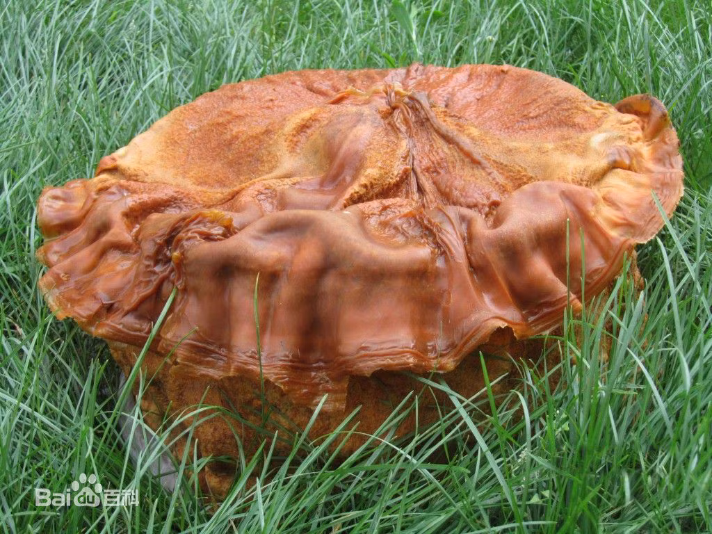 Chúng vô cùng quý hiếm, vì thế giá mua được nấm linh chi Thái Tuế không hề dễ chịu.