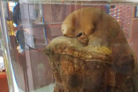 Từ xa xưa loại nấm linh chi này còn được xếp vào hàng siêu phẩm, được dùng cho vua chúa thời xưa để kéo dài tuổi thọ, tẩm bổ sức khỏe.