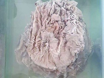 Trong họ nhà linh chi, chúng ít khi được tìm thấy. Với nhiều người, sở hữu nấm linh chi Thái Tuế là cơ hội đổi đời, kiếm bội tiền.