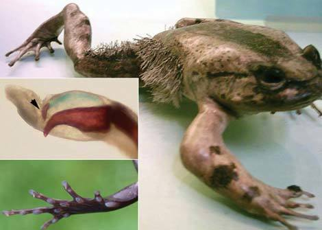 2. Khi cảm nhận thấy nguy hiểm, loài ếch lông sẽ chủ động làm gãy xương của nó để tạo ra các móng vuốt đâm thủng mặt dưới bàn chân, lộ ra ngoài. Đây là cơ chế phòng thủ "kỳ quái" của của chúng.