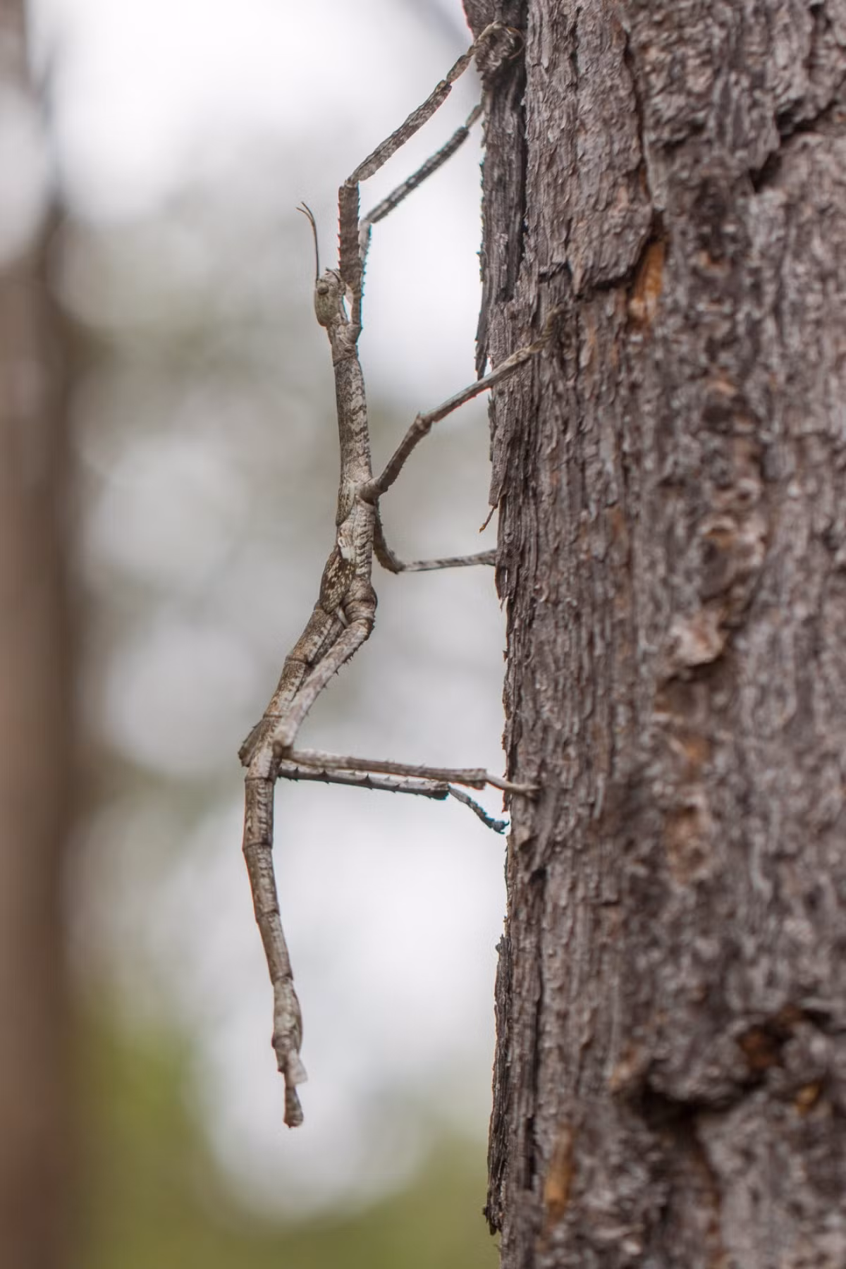 7. Bọ que có thể ngụy trang giống như một que củi hay nhánh cây, hoặc tạo ra chất độc gây ngứa dữ dội vào mắt và miệng kẻ săn mồi.