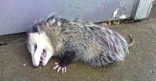 Vì các động vật ăn thịt thường thích giết con mồi hơn nên chúng không hứng thú với những con mồi trông có vẻ đã hôn mê và thường bỏ đi.