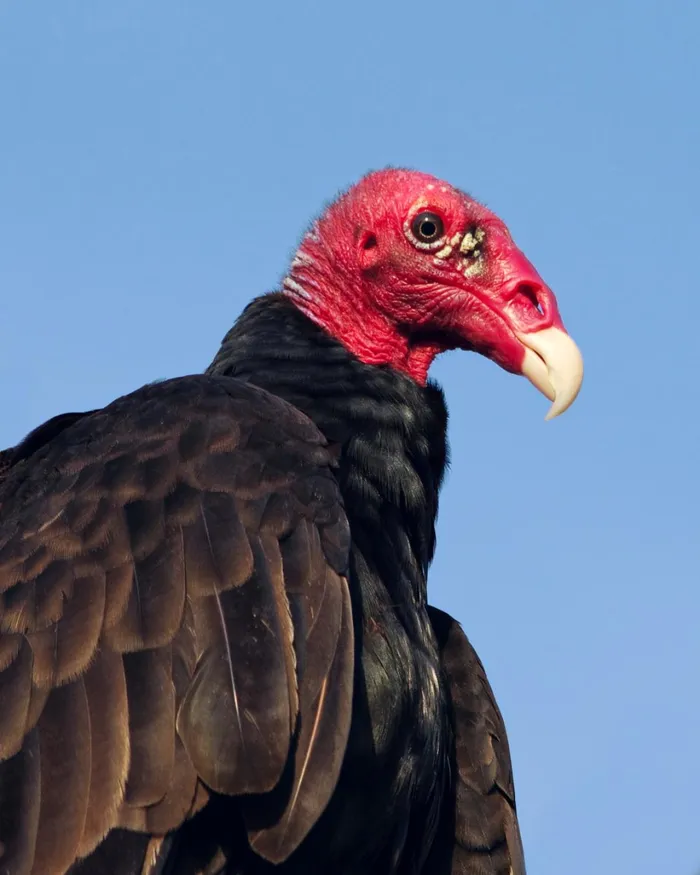 6. Kền kền cổ đỏ thường nôn ra mọi thứ trong dạ dày khi nó cảm thấy bị đe dọa. Những thứ này không chỉ có mùi kinh khủng giúp nó trốn thoát mà còn giúp cơ thể nó nhẹ hơn để bay nhanh hơn.