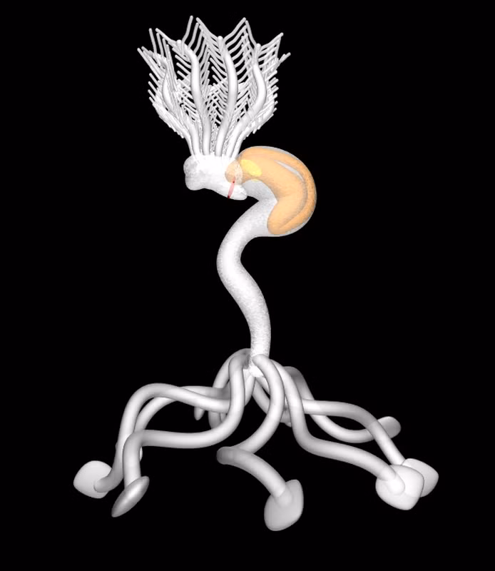 Đặc biệt, những viên đá mọc tóc này được cho là thuộc loại quý hiếm nhất trên thế giới, rất khó tìm thấy được dù ở bất kỳ đâu.