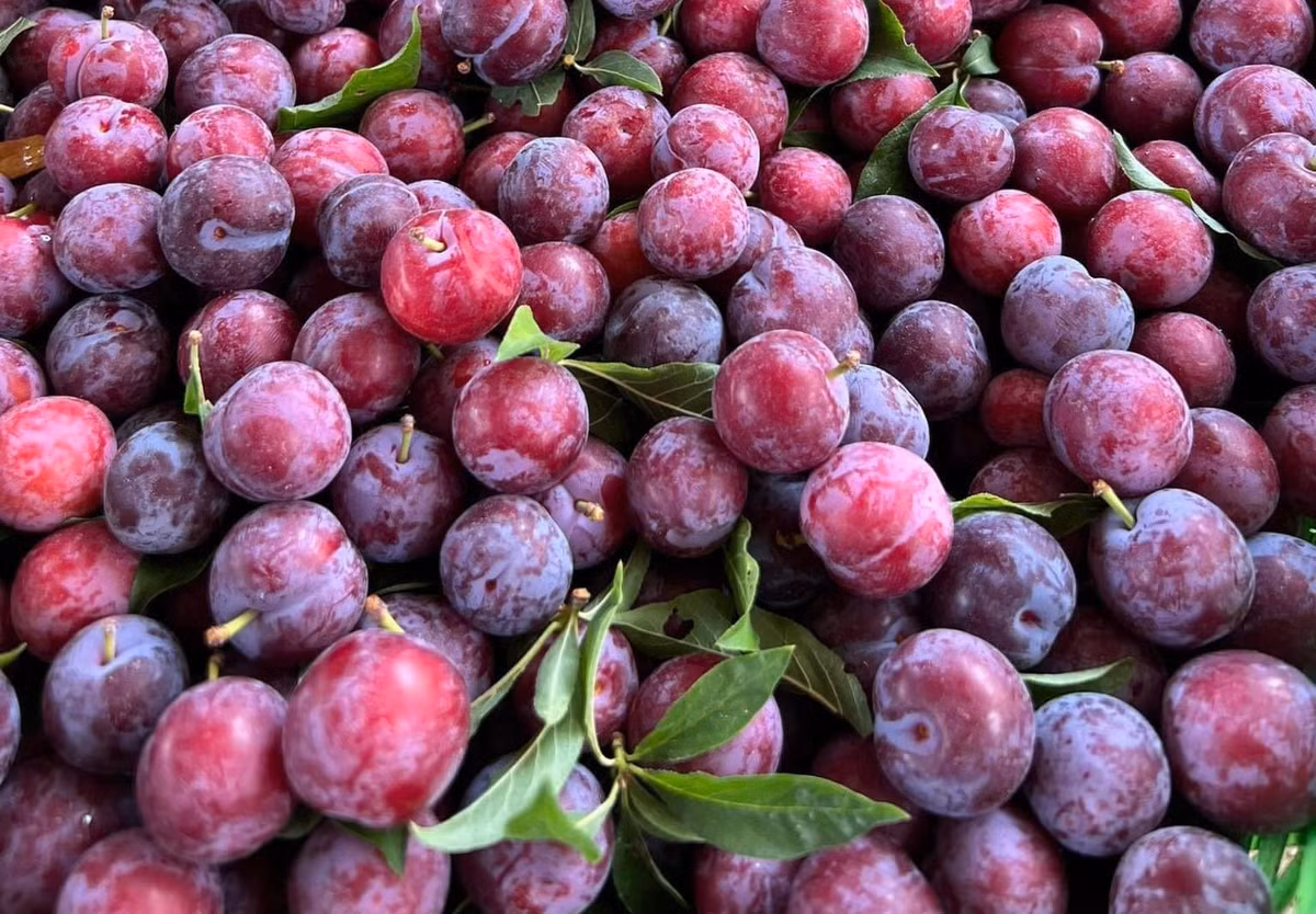 ‘Cherry Viet’ do bo thi truong, gia chi 12.500 dong/kg