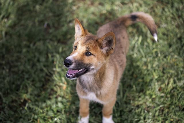 Riêng về chú chó Wandi, kết quả xét nghiệm không chỉ tiết lộ đó là một chú chó Dingo thuần chủng 100% mà còn cho biết chú ta nằm trong nhánh Dingo cực hiếm, đang có nguy cơ tuyệt chủng cao.