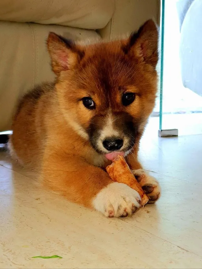 Với đôi mắt to tròn, bộ lông bông xù, bốn chân “đi tất trắng”, ngoại hình xinh xắn hơn hẳn những chú chó thông thường khiến Jayne Guiney nghi ngờ Wandi có thể là một con cáo.