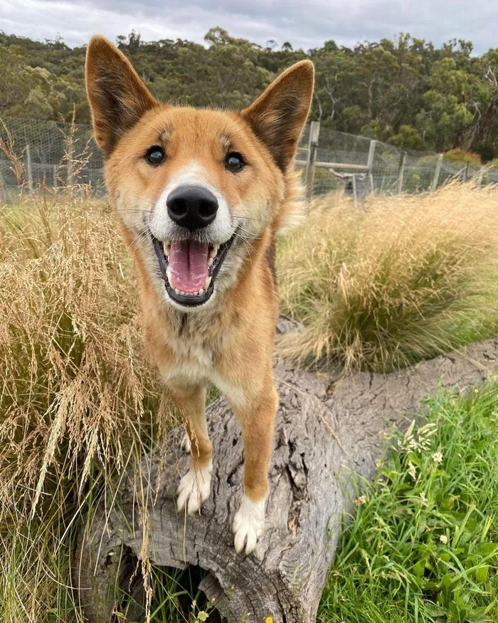 Alpine Dingo có kích thước trung bình, đuôi dài, lông mượt và màu sắc đa dạng, từ màu vàng, nâu đỏ, đến màu đen hoàn toàn. Chúng có thể sống độc lập hoặc thành đàn, thường tìm kiếm thức ăn như chim, thỏ và động vật nhỏ khác.