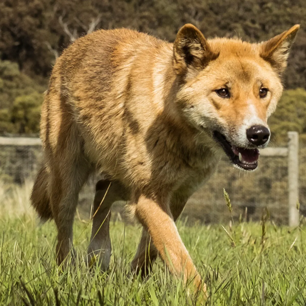 Loài Alpine Dingo là loài chó đất của núi cao, sống trong môi trường tự nhiên của dãy núi Australian Alps. Chúng là một trong những loài chó hoang dã được coi là "nguyên thủy" nhất trên thế giới, với di truyền ít bị thay đổi so với tổ tiên của chúng.