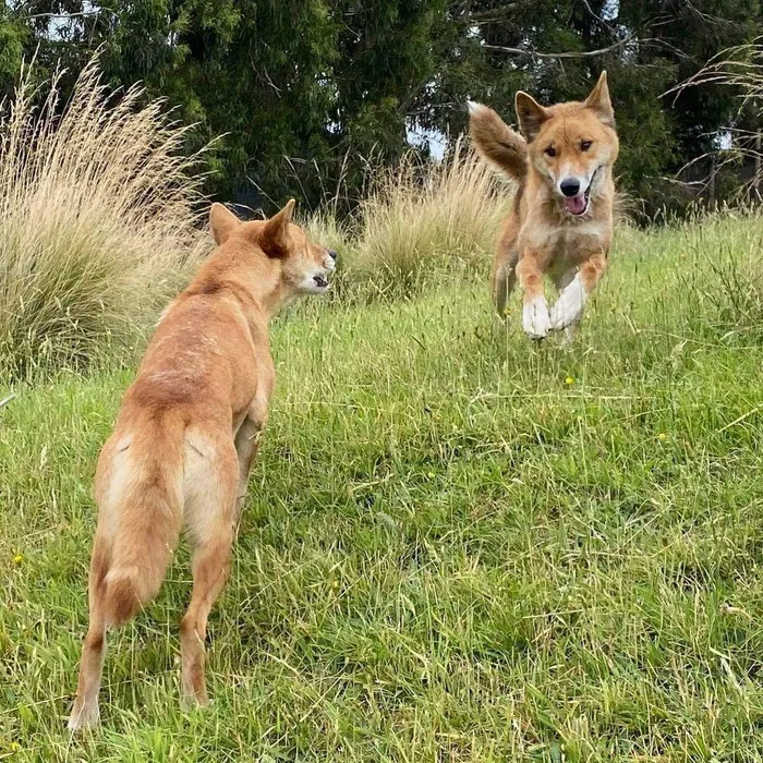 Tuy nhiên, loài động vật này đang gặp nguy hiểm do bị săn bắt và đe dọa mất môi trường sống. Với số lượng khoảng 3.000-5.000 cá thể ở tự nhiên, Alpine Dingo đã được liệt vào danh sách đỏ của Liên minh Bảo tồn Thiên nhiên Quốc tế (IUCN) như một loài chó hoang dã bị đe dọa.