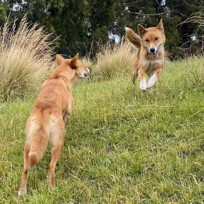 Tuy nhiên, loài động vật này đang gặp nguy hiểm do bị săn bắt và đe dọa mất môi trường sống. Với số lượng khoảng 3.000-5.000 cá thể ở tự nhiên, Alpine Dingo đã được liệt vào danh sách đỏ của Liên minh Bảo tồn Thiên nhiên Quốc tế (IUCN) như một loài chó hoang dã bị đe dọa.