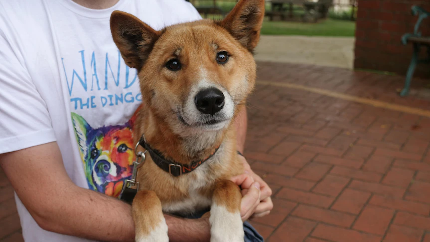 Hiện, chú chó Wandi đã được trung tâm bảo tồn ở Australia đón về và chăm sóc.
