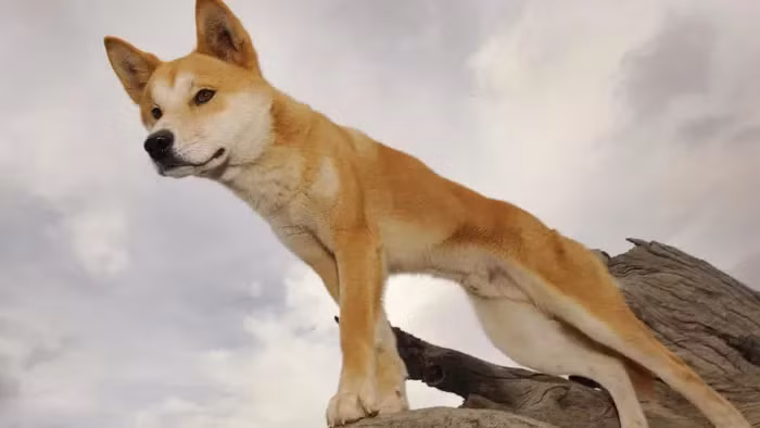 Hóa ra Wandi là loài Alpine Dingo - động vật hoang dã quý hiếm tại Australia.