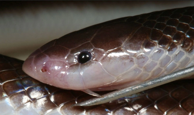 10. Rắn Stiletto: Loài rắn này sở hữu cặp răng nanh nhọn nhô ra từ hai bên miệng cho phép chúng có thể tấn công mà không cần mở miệng. Khi tức giận hoặc săn mồi, rắn Stiletto sẽ nằm chờ rồi chớp thời cơ vàng tung mình đến chỗ con mồi và tiêm nọc độc vào nạn nhân xấu số.