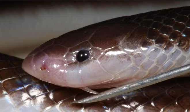 10. Rắn Stiletto: Loài rắn này sở hữu cặp răng nanh nhọn nhô ra từ hai bên miệng cho phép chúng có thể tấn công mà không cần mở miệng. Khi tức giận hoặc săn mồi, rắn Stiletto sẽ nằm chờ rồi chớp thời cơ vàng tung mình đến chỗ con mồi và tiêm nọc độc vào nạn nhân xấu số.