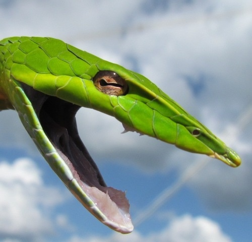 7. Rắn mũi dài sống trên cây, có nguồn gốc ở Đông Nam Á. Với thân màu xanh (kể cả lưỡi), nên chúng dễ dàng hòa lẫn vào đám lá cây để những loài động vật săn mồi không thể phát hiện. Ngoài ra, rắn mũi dài có thể tấn công con mồi rất chính xác vì chúng có cặp mắt rất tinh. Thân chúng nhỏ, nhẹ nên di chuyển rất nhanh.