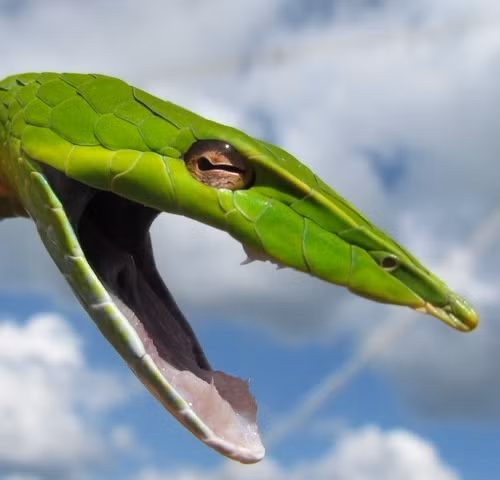 7. Rắn mũi dài sống trên cây, có nguồn gốc ở Đông Nam Á. Với thân màu xanh (kể cả lưỡi), nên chúng dễ dàng hòa lẫn vào đám lá cây để những loài động vật săn mồi không thể phát hiện. Ngoài ra, rắn mũi dài có thể tấn công con mồi rất chính xác vì chúng có cặp mắt rất tinh. Thân chúng nhỏ, nhẹ nên di chuyển rất nhanh.