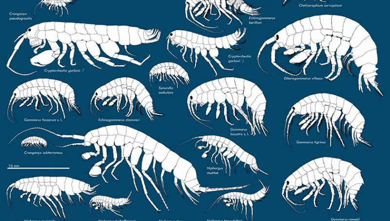 Một điều thú vị về amphipod là sự thích nghi tuyệt vời của chúng với các điều kiện sống khắc nghiệt. Chúng có thể chịu được áp suất cực cao ở độ sâu lớn, nhiệt độ cực đoan và sự thiếu ăn.