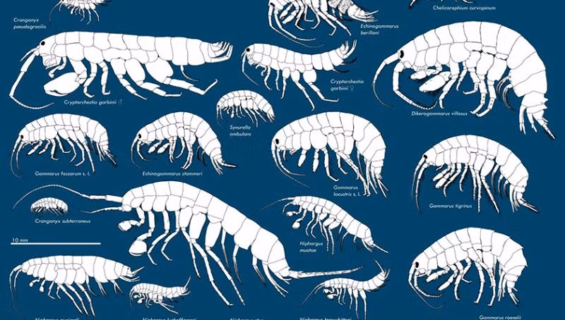 Một điều thú vị về amphipod là sự thích nghi tuyệt vời của chúng với các điều kiện sống khắc nghiệt. Chúng có thể chịu được áp suất cực cao ở độ sâu lớn, nhiệt độ cực đoan và sự thiếu ăn.