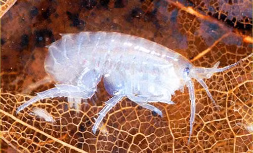 Mặc dù không nổi tiếng như cá voi hay cá mập, amphipod có vai trò quan trọng trong chuỗi thức ăn đại dương. Chúng là những sinh vật cắn nhỏ, ăn tảo và các vụn thức ăn khác. Một số loài amphipod sống cả trong môi trường nước lợ cũng như nước ngọt, nhưng hầu hết chúng được tìm thấy ở biển.