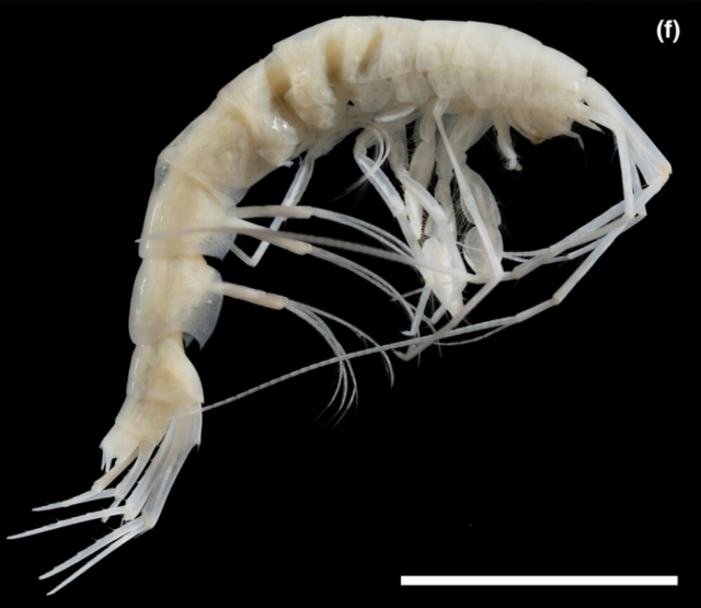 Theo bà Angelika Brandt từ Bảo tàng Senckenber cho hay, "thủ phạm" rất có thể là một loài amphipod.