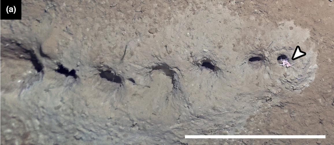 Angelika Brandt và các đồng nghiệp cho rằng loài amphipod này có thể đang ăn trầm tích ở các lớp giàu chất dinh dưỡng dưới đáy biển và đào các đường hầm khi di chuyển.