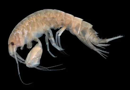 Amphipod không chỉ là một phần quan trọng của thức ăn cho nhiều loài sinh vật biển lớn hơn, mà còn đóng vai trò quan trọng trong tái chế các chất dinh dưỡng trong hệ sinh thái đại dương.