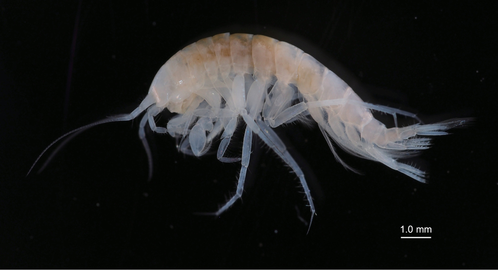 Amphipod thuộc họ động vật giáp xác và đã tồn tại trên Trái Đất từ hàng triệu năm trước. Dù kích thước của chúng rất nhỏ, tuy nhiên, vai trò của amphipod trong môi trường đại dương rất lớn.