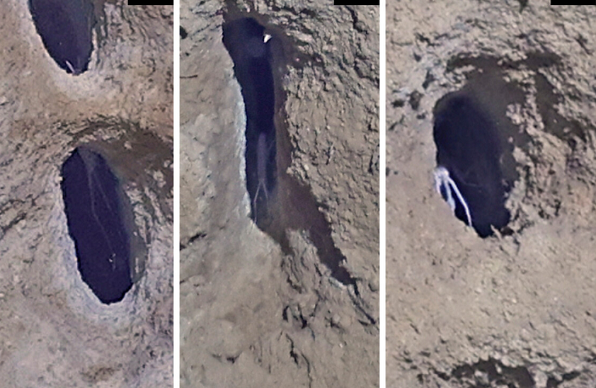 Bên cạnh đó, loài amphipod này cũng có thể đào hang để sinh sản. Amphipod cái có túi để nuôi con non. Sau khi được sinh ra, ấu trùng không trôi đi như con của nhiều sinh vật biển mà có thể ở trong hang của cha mẹ chúng hàng tuần hoặc thậm chí hàng tháng.