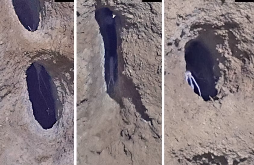 Bên cạnh đó, loài amphipod này cũng có thể đào hang để sinh sản. Amphipod cái có túi để nuôi con non. Sau khi được sinh ra, ấu trùng không trôi đi như con của nhiều sinh vật biển mà có thể ở trong hang của cha mẹ chúng hàng tuần hoặc thậm chí hàng tháng.