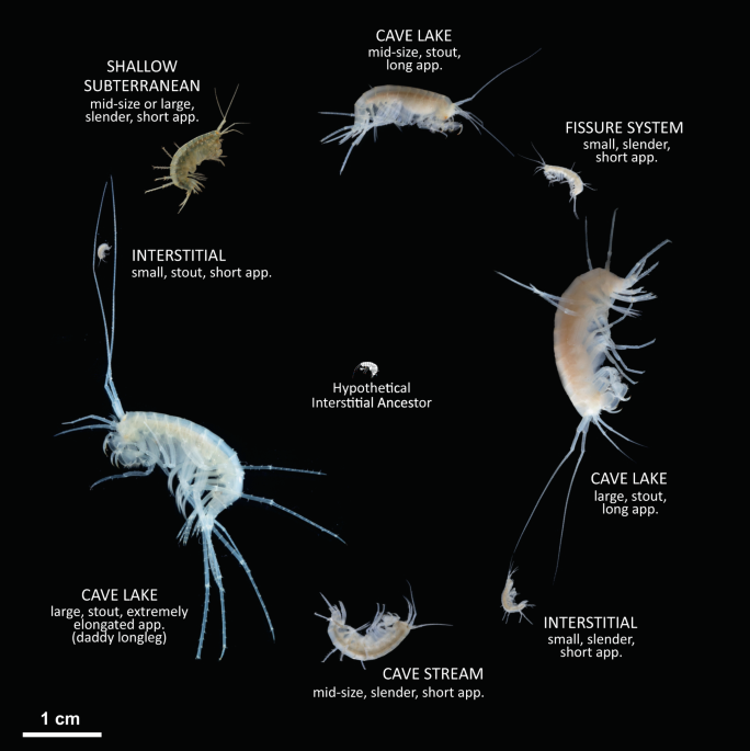 Chúng giúp xử lý các chất thải hữu cơ và đóng góp vào quá trình tái tạo dinh dưỡng cần thiết cho sự phát triển của các cấu trúc san hô và rừng tảo biển.