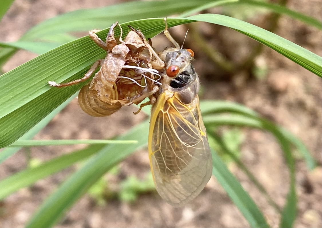 Do tính chất của loài ve sầu là có thể thoát ra khỏi kén nên được người xưa thường coi đây là loài vật có hai mạng sống. Bên cạnh đó, ngọc bích còn là vật có thể bảo tồn linh hồn trong Phật giáo nên khi ngọc được được chạm khắc thành hình ve sầu, nó được cho là sẽ mang điều lành cho người đã khuất. (Ảnh minh họa)