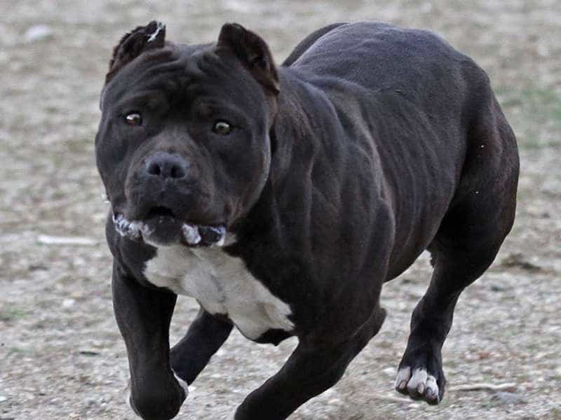 Tuy nhiên, không phải tất cả các chó Pitbull đều nguy hiểm. Những chú chó Pitbull được nuôi dưỡng và đào tạo đúng cách có thể trở thành những chú chó thân thiện và đáng yêu. Chính vì vậy, việc chăm sóc và nuôi dạy chó Pitbull là rất quan trọng.