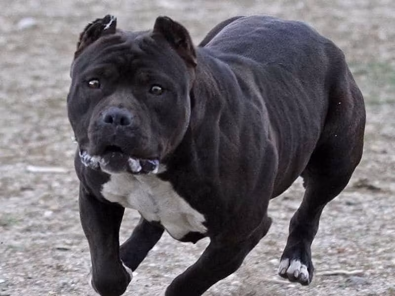 Tuy nhiên, không phải tất cả các chó Pitbull đều nguy hiểm. Những chú chó Pitbull được nuôi dưỡng và đào tạo đúng cách có thể trở thành những chú chó thân thiện và đáng yêu. Chính vì vậy, việc chăm sóc và nuôi dạy chó Pitbull là rất quan trọng.