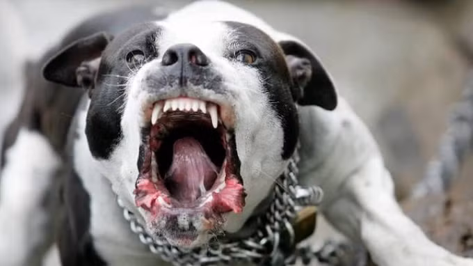 Theo Trung tâm Kiểm soát Dịch bệnh ở Mỹ, mỗi năm nước này có khoảng 10.000 vụ chó tấn công con người. 59% số vụ do chó pitbull gây ra, 82% số vụ dẫn đến tử vong là do pitbull và một nửa nạn nhân là trẻ em.