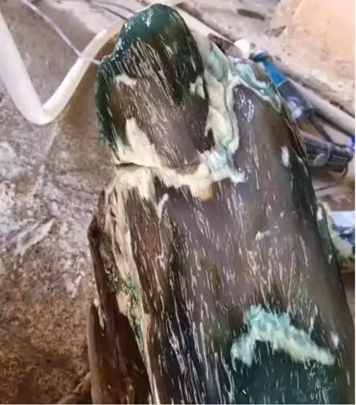 Mới đây, một người đàn ông ở tỉnh Hồ Nam, Trung Quốc đã tình cờ tìm thấy khúc gỗ mục bên đường. Tuy nhiên, anh nhận thấy điều bất thường của khúc gỗ, nó có một chút ánh xanh bên trong và nặng hơn bình thường. (Ảnh: Sohu)