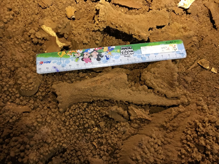 Bộ hóa thạch gần như được giữ lại nguyên vẹn các xương bả, xương ống chi, xương sườn và xương đốt sống.