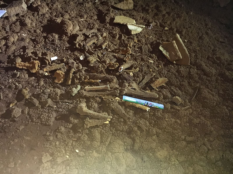 Theo các chuyên gia dự đoán hóa thạch có tuổi khoảng 10.000 năm trở lại đây.