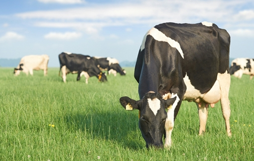 Strontium 90 là đồng vị phóng xạ có đời sống trung bình với thời kỳ bán rã trong khoảng 29 năm. Nguyên tố phóng xạ này thâm nhập cơ thể qua nước và các nguồn thức ăn thức uống đã nhiễm phóng xạ.