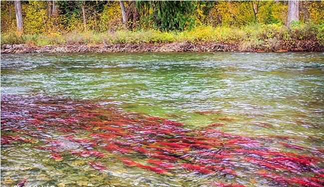 Đó là lý do vì sao các tổ cá hồi có thể làm rung chuyển Trái đất. Nếu một con cá cái đào một cái tổ cá hồi lớn, nó có thể giống như một vụ nổ nhỏ trên đáy lòng đất.