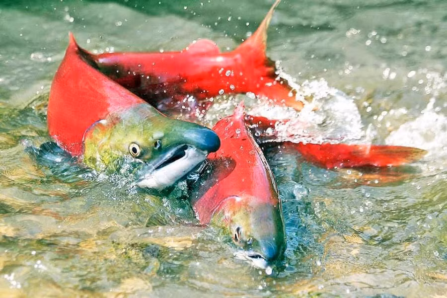 Tuy nhiên, những mẫu tổ cá hồi tạo ra để đẻ trứng lại có thể làm cho trái đất rung chuyển, khiến cho một số người không hiểu vấn đề này có thể cho rằng đó là do tác động từ bên ngoài, chẳng hạn như các trận động đất.