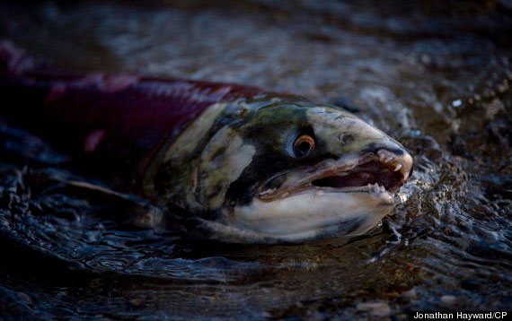 Các con trứng lớn hơn sẽ tiếp tục phát triển, cho đến khi chúng khô cứng. Lúc này, chúng chuyển từ trạng thái trứng của một con cá thành trạng thái chưa trưởng thành. Những trứng này sẽ sớm bơi ra khỏi tổ và bơi khắp nơi tìm một vùng nước mới để phát triển.